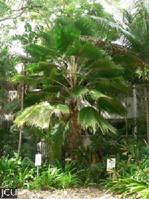 Pritchardia pacifica 