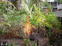 Ravenea rivularis