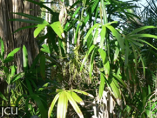Rhapis excelsa
