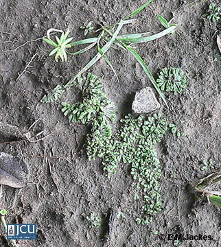 Image of Riccia sp.