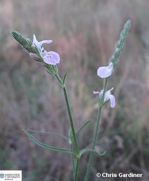 Image of Rostellularia adscendens