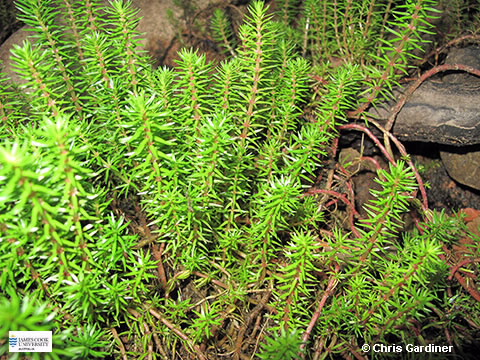 Image of Rotala mexicana