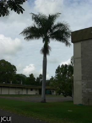 Roystonea regia