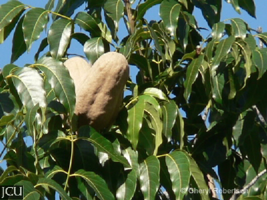 Swietenia mahogani