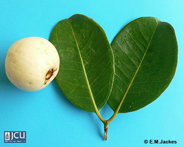 Image of Syzygium forte