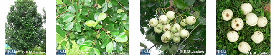 Images of Syzygium forte