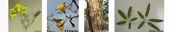 four images of Tabebuia aurea