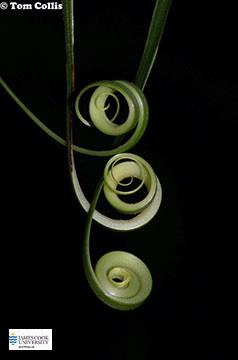 Image of Flagellaria tendrils