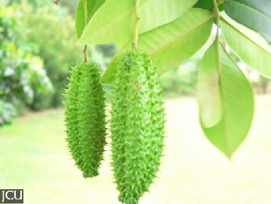 Flindersia bourjotiana
