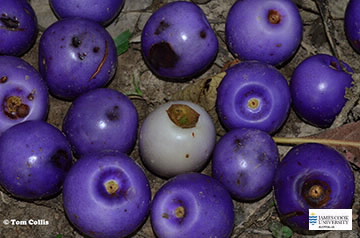 Image of Gmelina fruit