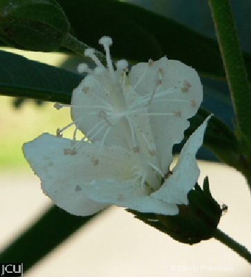 Hibiscus tozerensis