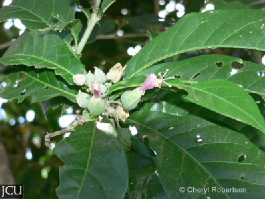 Hibiscus propulsator
