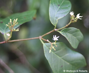 Image of Ichnocarpus