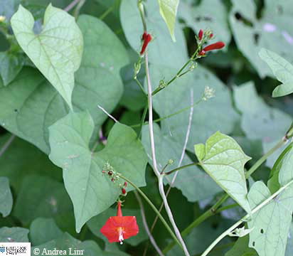Image of Ipomoea hederifolia