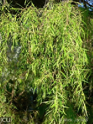 Leptospermum madidum subsp. sativum