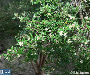 Image of a Leptospermum