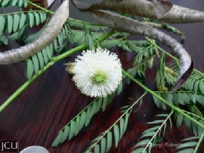 Leucaena leucocephala
