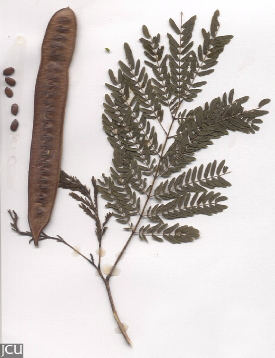 Leucaena leucocephala