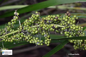 Image of Lomandra fruit