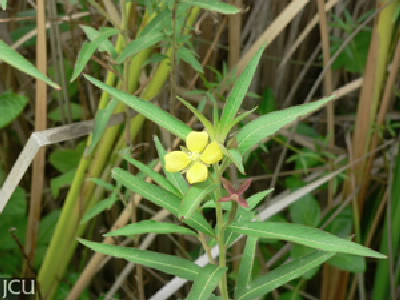 Ludwigia octovalvis