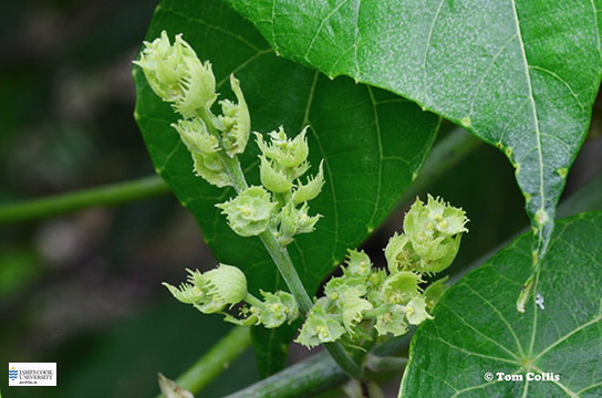 Image of Macaranga tanarius leaves and flowers