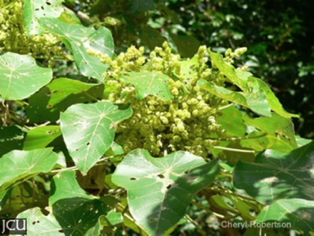 Image of Macaranga tanarius leaves and flowers