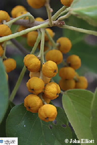 Iamge of Mallotus fruit