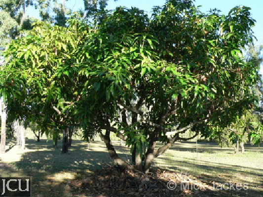 Mangifera indica 