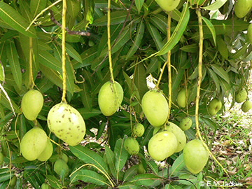 Image of Mango fruit