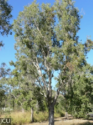 Melaleuca dealbata