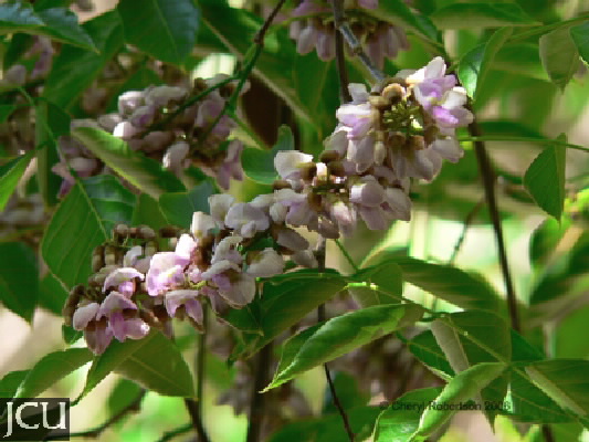 Milletia pinnata