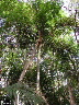Normanbya normanbyi 