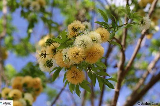 Image of Pararchidendron pruinosum