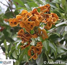 Image of Pararchidendron pods