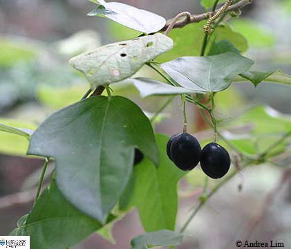 Image of Passiflora suberosa