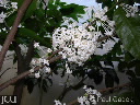 Phaleria clerodendron