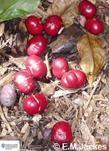 Iamge of fruit of Phaleria