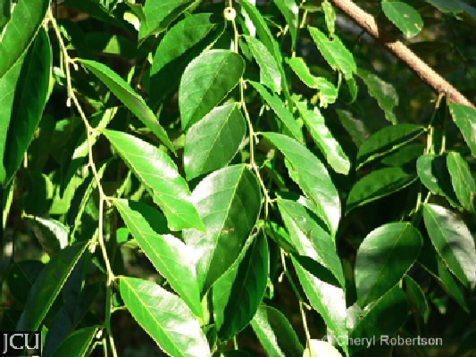 Phyllanthus cuscutiflorus