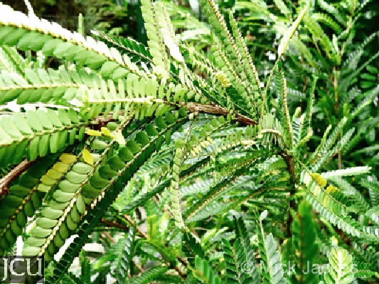 Phyllanthus lamprophyllus
