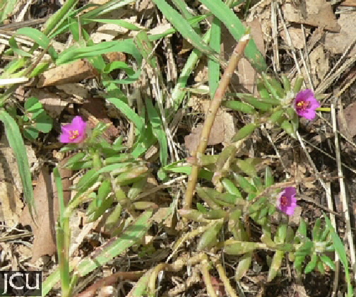 Portulaca pilosa