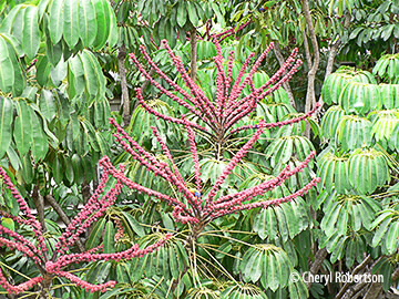 tree with fruit