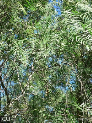 Schinus molle var. areira