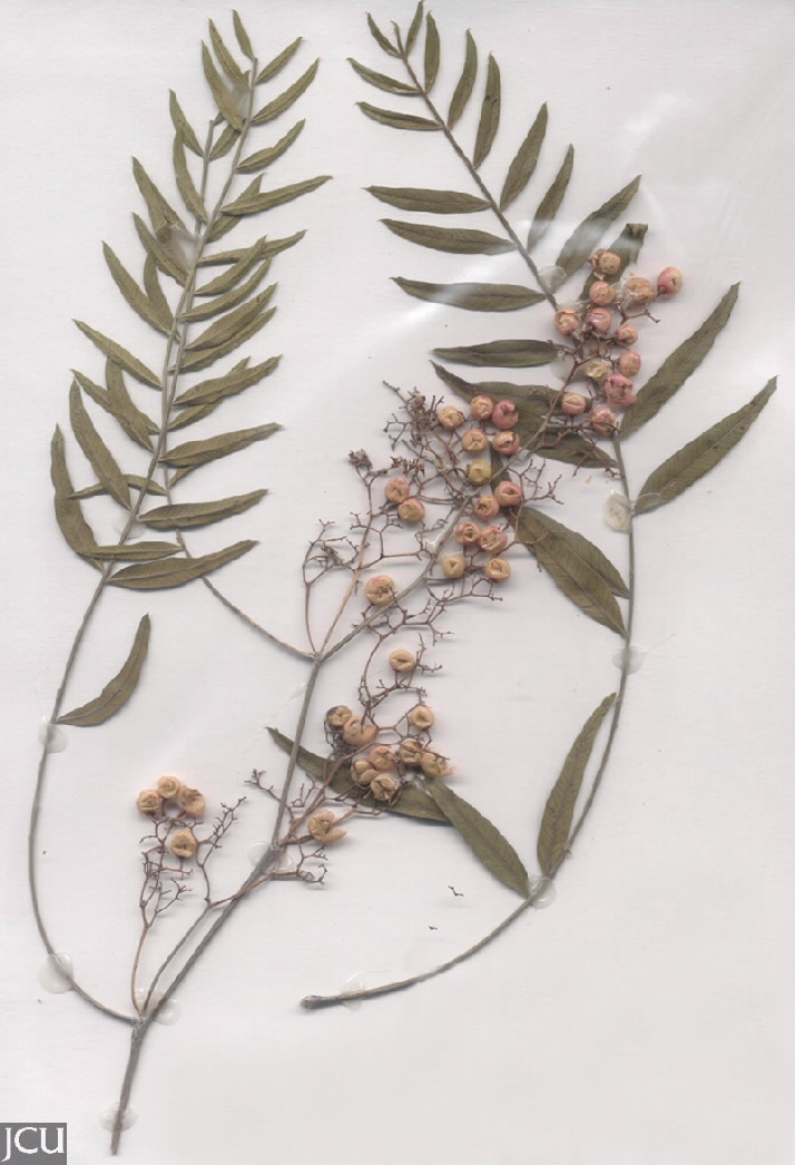 Schinus molle var. areira