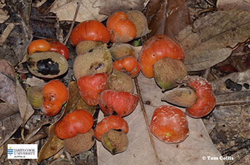 Image of Semecarpus fruit