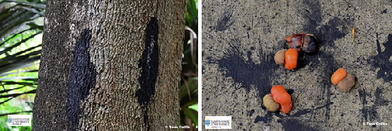 Images of Semecarpus sap effects