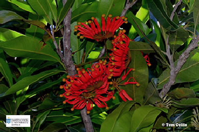 Image of Stenocarpus flowers and leaves
