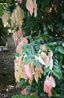 Syzygium cryptophlebium