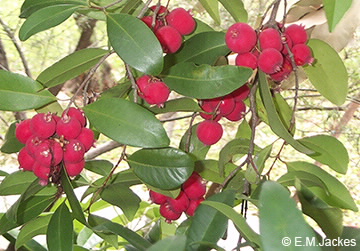 Image of Syzygium fibrosum