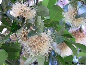 Image of Syzygium flowers