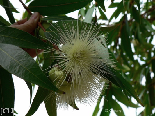 Syzygium jambos